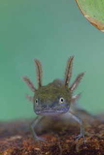Great Crested Newt