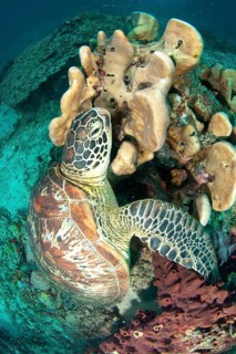 Green Turtle