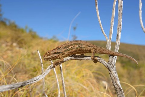 Dwarf Chameleon