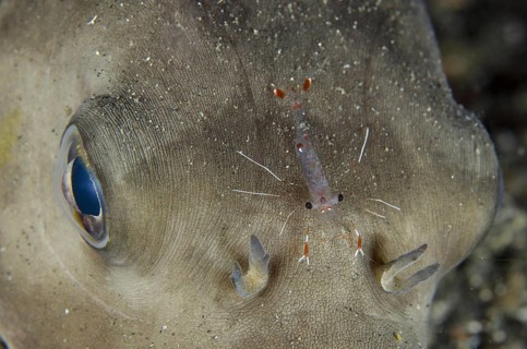 Clear Cleaner Shrimp