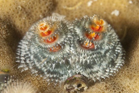 Spiral tube worm