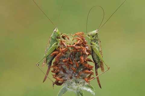 Long-winged Conehead