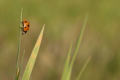 Seven-spot Ladybird