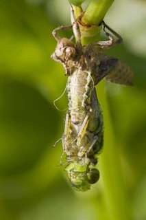 Broad-bodied Chaser adult