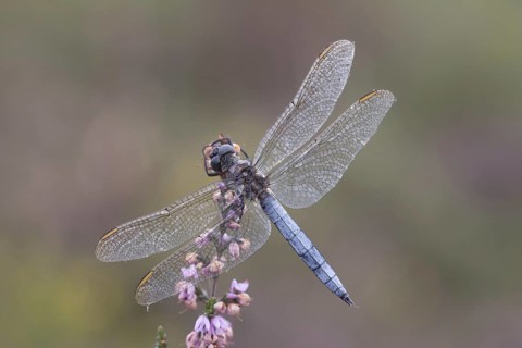 Orthetrum coerculescens