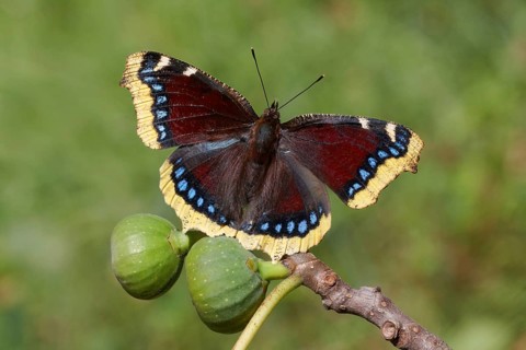 Camberwell Beauty
