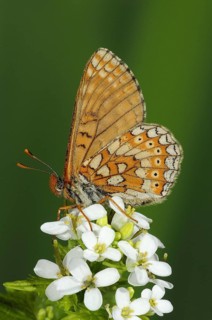 Scabiosa Fritillary