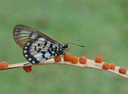 Glasswing butterfly