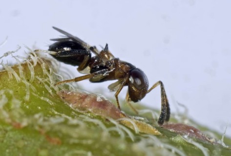 Parasitoid wasp