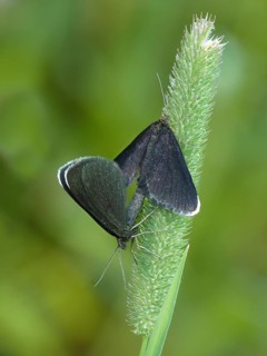 Chimney Sweeper