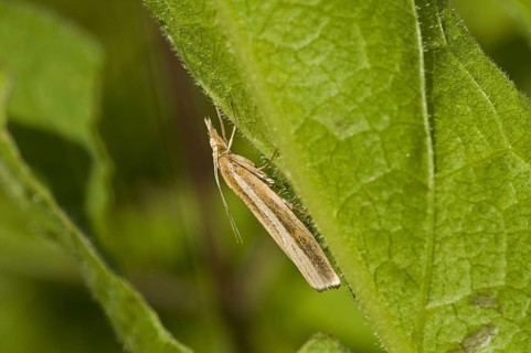 Common grass-veneer