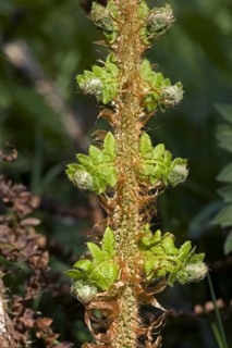 Bipinnate leaf on a male fern
