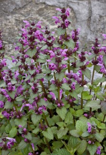 Gargano deadnettle