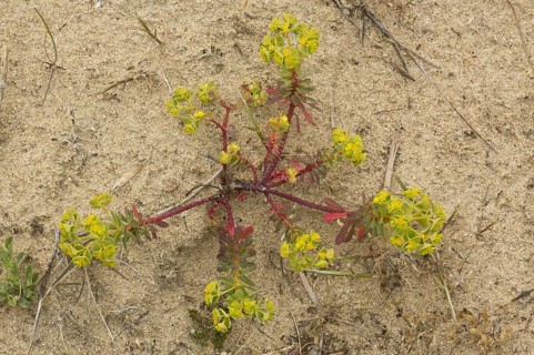 Portland Spurge