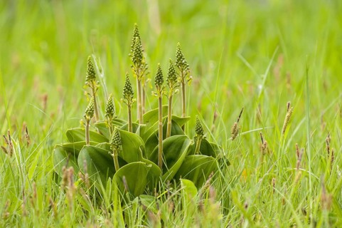 Common Twayblade
