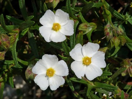Montpelier Rockrose