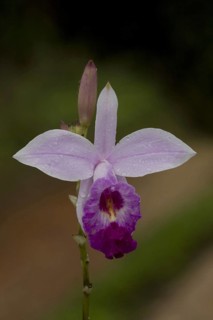 Arundina graminifolia