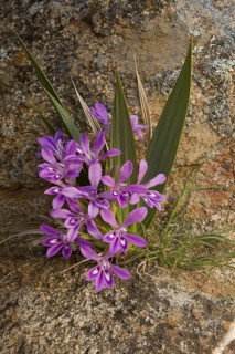 Irises