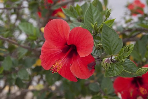 Red hibiscus