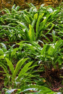Hart's-tongue fern