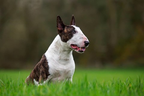 Bull Terrier