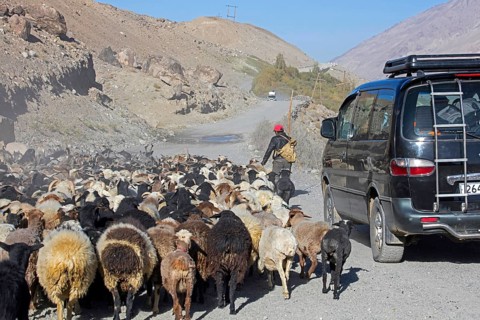 Car passes a Tajik shepherd tending a flock of sheep on the Pamir Highway