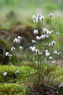 (Eriophorum vaginatum)