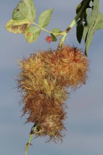 Rose gall wasp