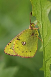 Pale clouded yellow