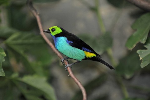 Seven-coloured tanager