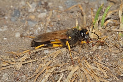 Mudpuppy wasp