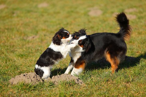 Australian Shepherd