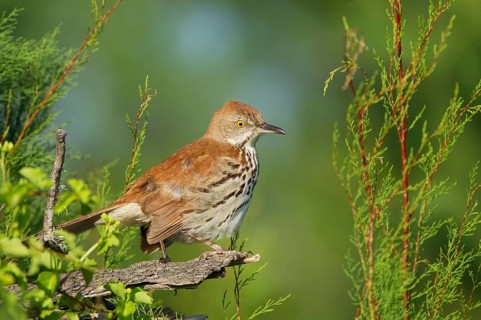 Brown thrasher