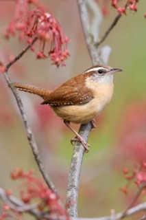 Carolina Wren