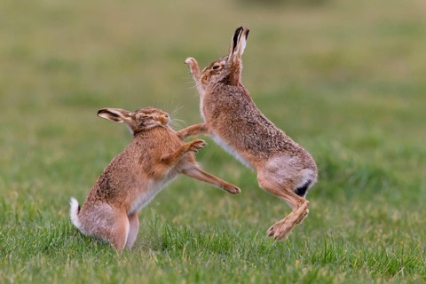 European Hare