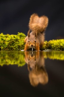 Eurasian red squirrel