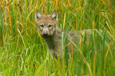 Grey gray wolf