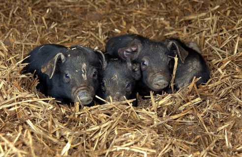 Domestic pig