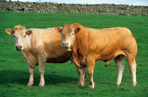Domestic cattle