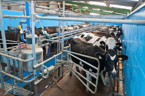 Dairy farming