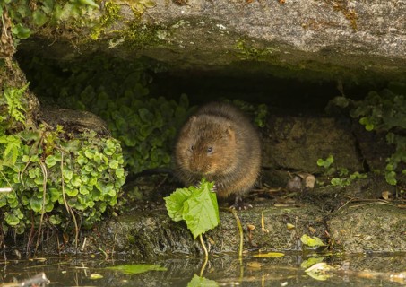 Eastern vole