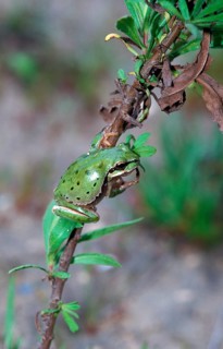 European Tree Frog