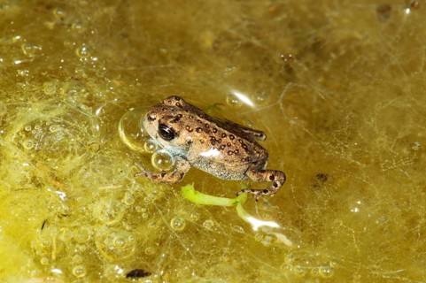 Natterjack Toad