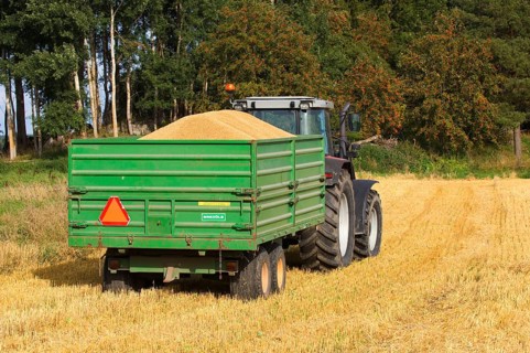 Common oat