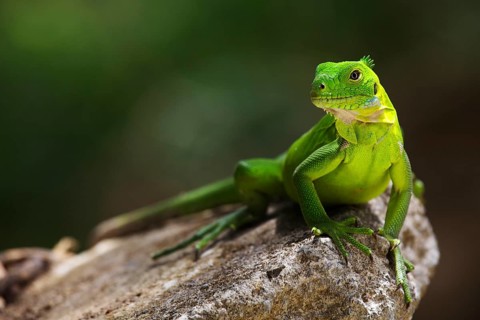 Green iguana