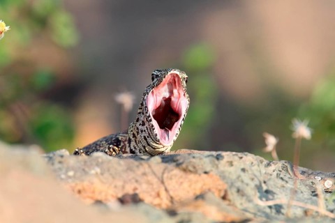 Nile monitors