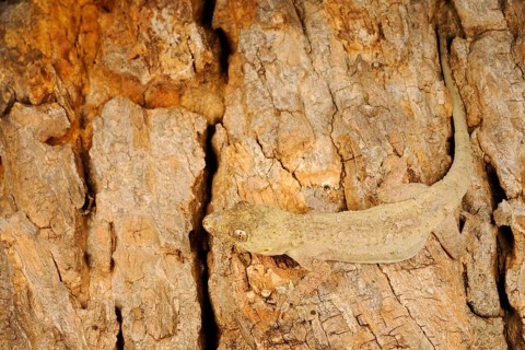 Flat-headed House Gecko