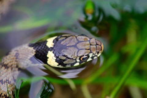 Grass Snake
