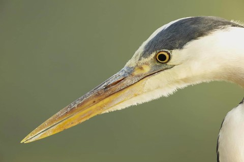 Grey Heron