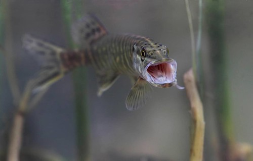 Pike